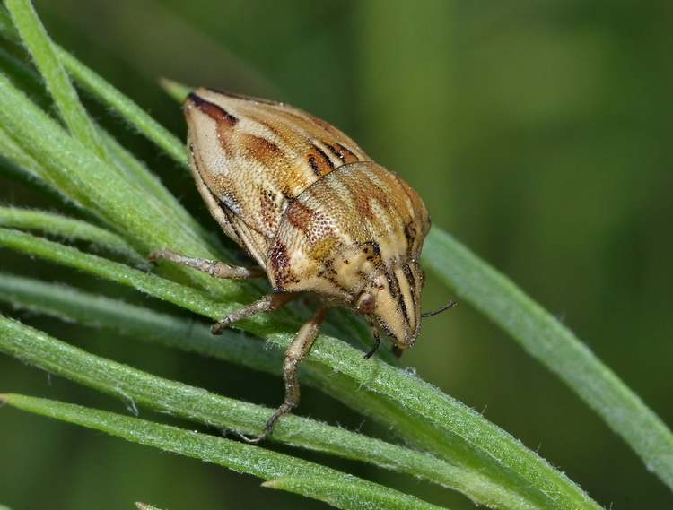 Scutelleridae: Odontotarsus  robustus della Toscana